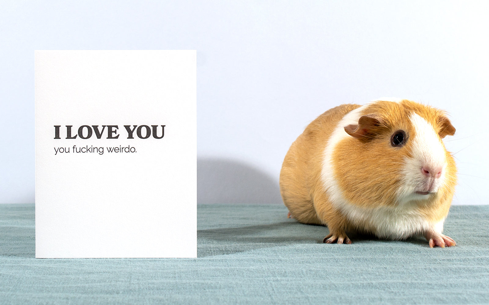 Greeting card next to small gold and white short-haired guinea pig with chaos in her eyes. Card reads: I love you you fucking weirdo. 