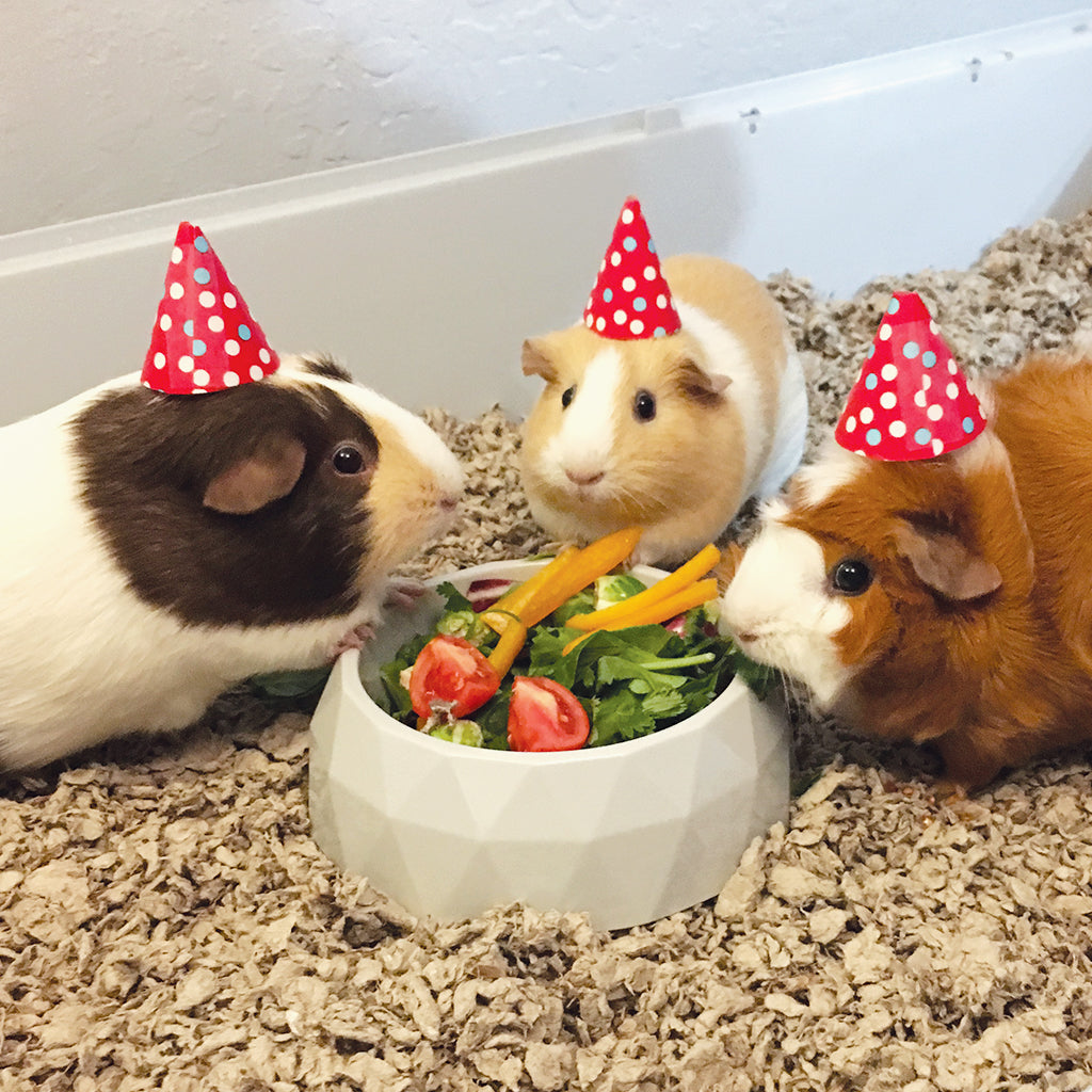 Three guinea pigs, wearing tiny party hats, eat from a bowl of salad.